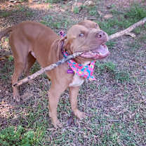 Thumbnail photo of Hank #4