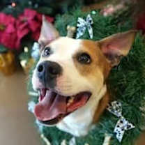 Thumbnail photo of Bones #2