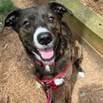 Thumbnail photo of Jackson *FOSTER NEEDED TOO! #1