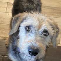 Thumbnail photo of Amber #1