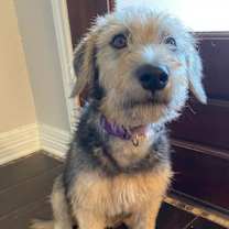 Thumbnail photo of Amber #2