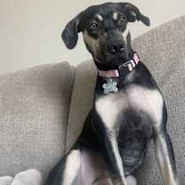 adopt-pet