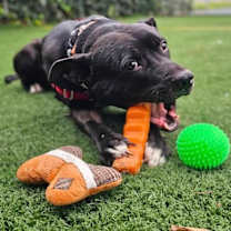 Thumbnail photo of Cisco #2