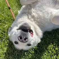 Thumbnail photo of Savannah #4