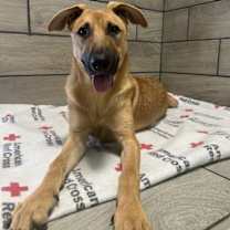 Thumbnail photo of Daisy #1