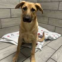 Thumbnail photo of Daisy #2