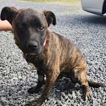 Thumbnail photo of Sprinkles #1