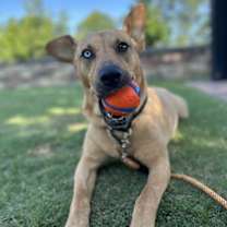 Thumbnail photo of Piper #1