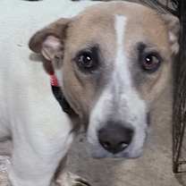 Thumbnail photo of Mandy #1