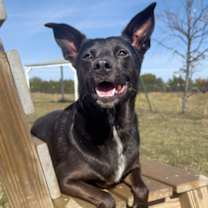 Thumbnail photo of Bailey #1