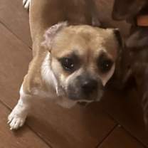 Thumbnail photo of Mugsy #2