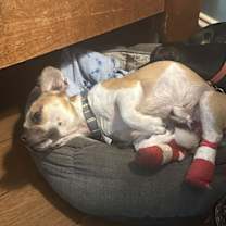 Thumbnail photo of Mugsy #3