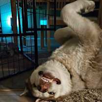 Thumbnail photo of Simba #3