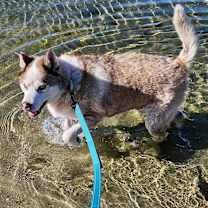 Thumbnail photo of Simba #1