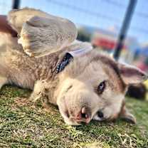 Thumbnail photo of Simba #2