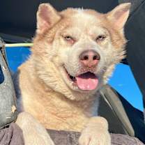 Thumbnail photo of Simba #4