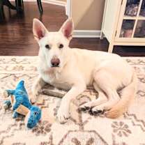 Thumbnail photo of Phoenix #1