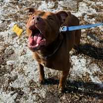 Thumbnail photo of Rylo #4