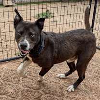 Thumbnail photo of Sparky #2