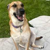 adopt-pet
