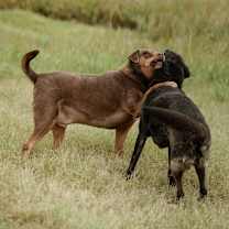 Thumbnail photo of Mister #4