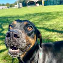 Thumbnail photo of Levi #1