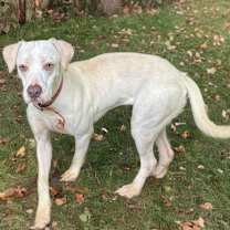 Thumbnail photo of Champagne #1