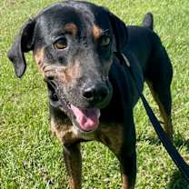 Thumbnail photo of Levi #2