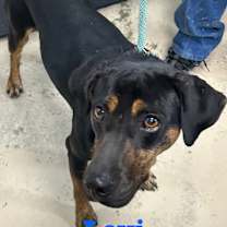 Thumbnail photo of Levi #3