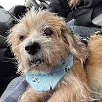 Thumbnail photo of Opie (NJ) FRIENDLY! #2