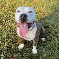 Thumbnail photo of URGENT Loveable BETTY #1