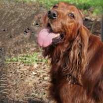 Thumbnail photo of Punkin #4