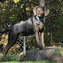 Thumbnail photo of Turbo #1