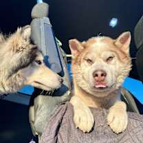 Thumbnail photo of Simba #3