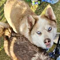 Thumbnail photo of Simba #4