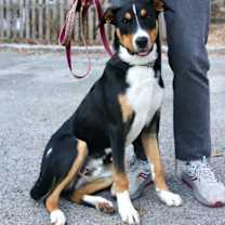 Thumbnail photo of Happy Jack #1