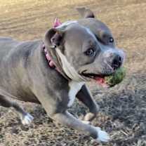 Thumbnail photo of 176385 Strawberry Sugar Cube #3