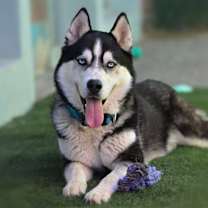 Thumbnail photo of Elvis #1