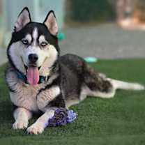 Thumbnail photo of Elvis #2