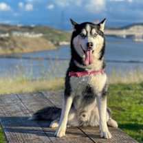 Thumbnail photo of Elvis #4