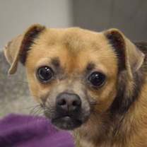 Thumbnail photo of Zia #1