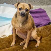 Thumbnail photo of Zia #3