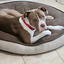 Thumbnail photo of Gus #1