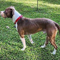 Thumbnail photo of Gus #2