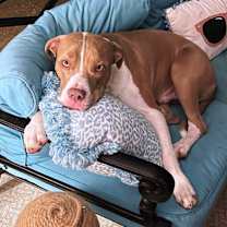 Thumbnail photo of Gus #4