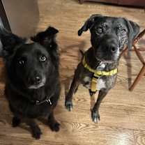 Thumbnail photo of Gunner (fka Landen) #2