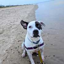 Thumbnail photo of 176695 Zucchini (Off Site Foster) #1