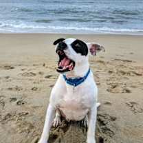 Thumbnail photo of 176695 Zucchini (Off Site Foster) #2