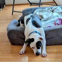 Thumbnail photo of 176695 Zucchini (Off Site Foster) #3