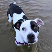 Thumbnail photo of 176695 Zucchini (Off Site Foster) #4